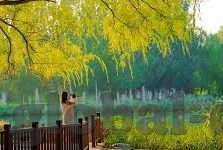 91麻豆第一页-稳定的网域之眼，探索91麻豆第一页的数字世界